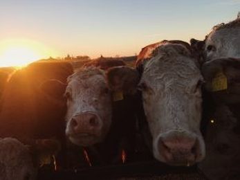 From a New Farmer to the Non-Farmer