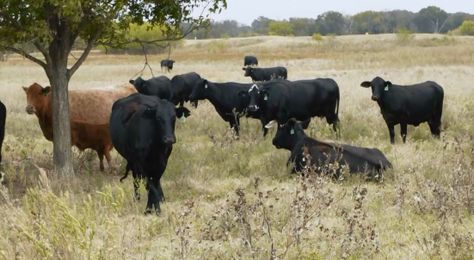 Dine! Rosewood Ranches: Part 3