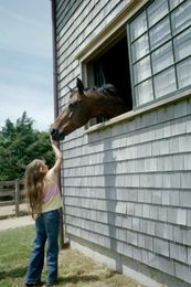 Therapeutic Riding: How Horses Help and Inspire People