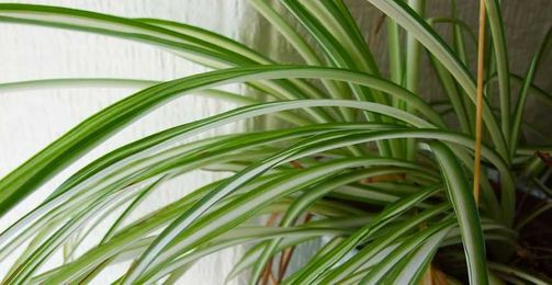 Top Tips for Taking Care of your Spider Plant