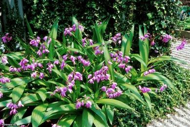 Orchids: Caring for Orchids