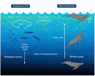 Whales as Ecological Engineers
