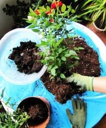Kokedama DIY: How to Create a Plant Moss Ball For Your Garden
