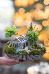 Gifts From The Greenhouse: Terrain's Miniature Landscapes