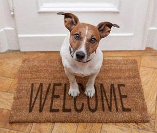 Your Dog Etiquette Guide: How to Help Your Dog Be a Good House Guest