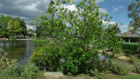 Invasive beetle could put olive trees at risk