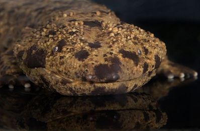Why Giant Salamanders Make Great Dads