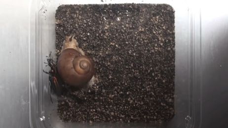 This Snail Beats Enemies With Its Shell Instead of Just Hiding