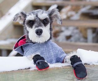 These Boots Protect Your Dog's Paws and Help Animals in Need