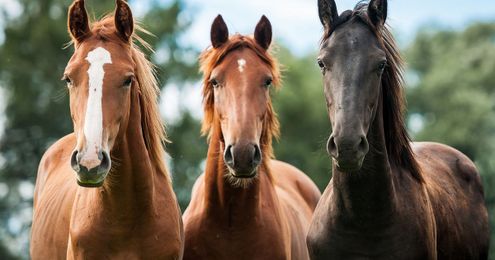 How Equine Therapy Helps Treat Sex Addiction