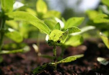 The Benefits of Organic Fertilizers