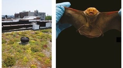 Bats Benefit from Green Roofs