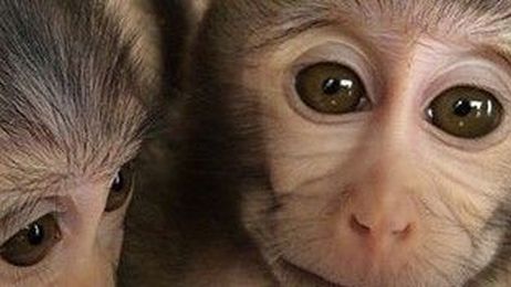 First Monkeys with Autism are Sickly Loners Who Pace Their Cages