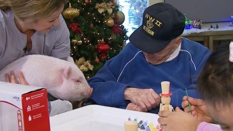 'Bacon', the Pig, Helps Alaskan Seniors with Alzheimer's