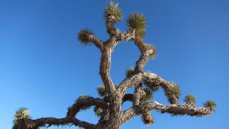 What Good Are Joshua Trees?