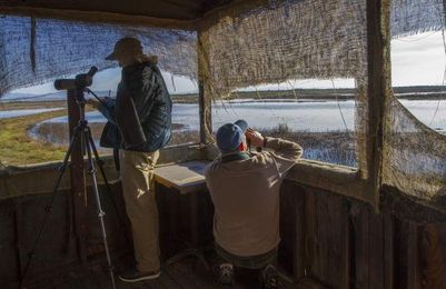 Tallying our avian friends