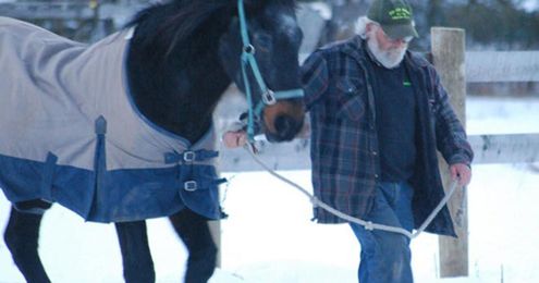 An old horse and his friend