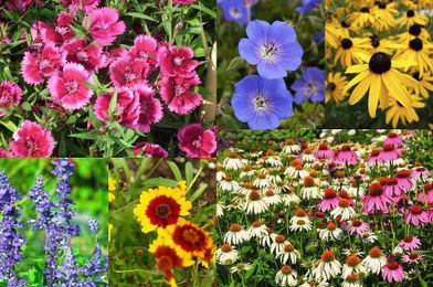 Stunning Perennial Flower Garden With 10 Easy To Grow Varieties