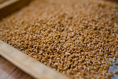 Importance of Certified Wheat Seed vs. Saving Seed