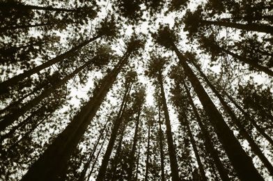 Researchers look to brace Great Lakes forests for climate change