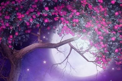 What Tree Are You According Your Birth Date?