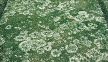 Snow Mold: What It Is & How to Treat It