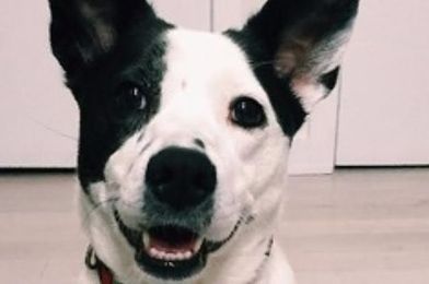 We Made Movie Posters For Our Dogs And It Was Magical