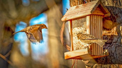 Bird Feeders May Lure Other Unwanted Wildlife Visitors