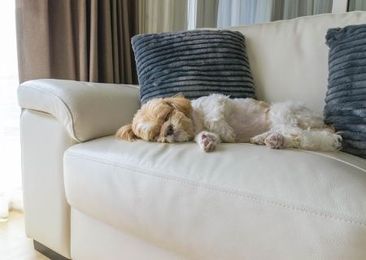 Housebreaking a Puppy? 7 Tips From a Trainer