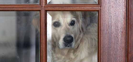 Pets: The Secret to Finding the Right Security System