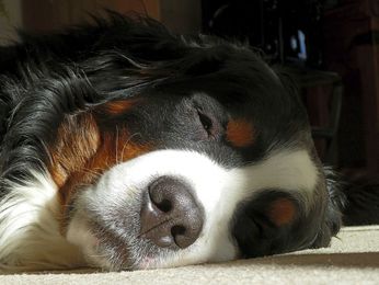 What owners need to know about canine sleep