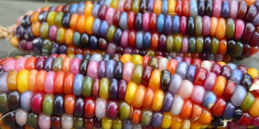 What You Need To Know About The Rainbow Corn Everyone Is Obsessed With