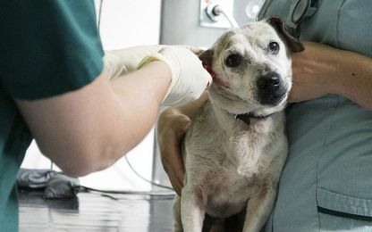 Fix your pets to save their lives