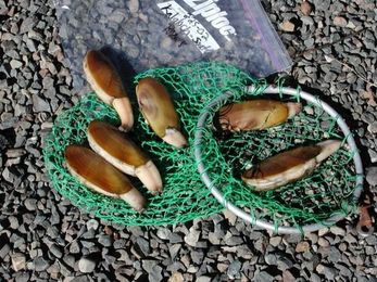 Predicting Toxic Algae Blooms Just Got Easier