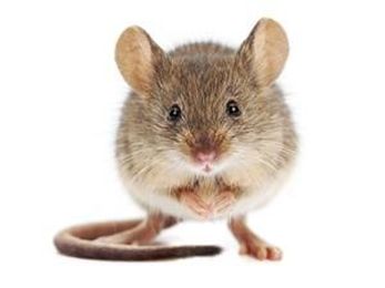 Turn Your Smartphone Into a Mousetrap