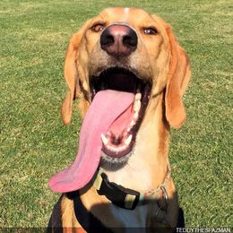 15 Tongues That Refuse To Stay In Mouths
