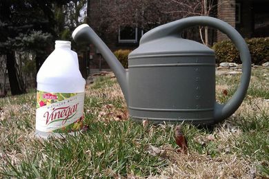 Do Home Remedies Work for Organic Lawn Care?