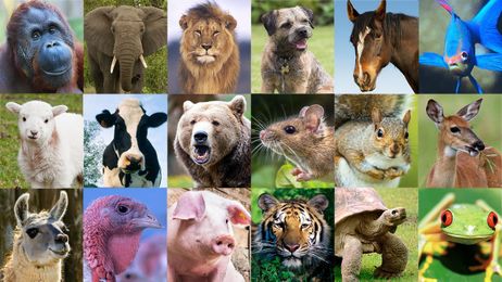 Jesus Christ, We Should Have Narrowed This Down, But Which Animal Are You?