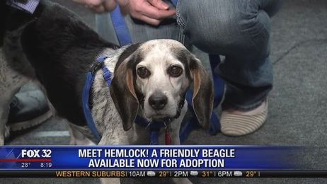 Mike's Perfect Pets: Hemlock