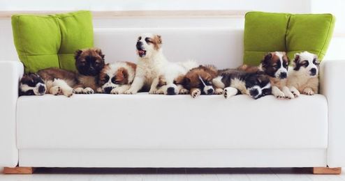 Spend less time cleaning up after your fur babies with these easy tips