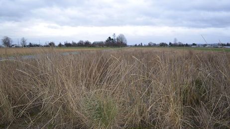 Don't Call It Wheat: An Environmentally Friendly Grain Takes Root