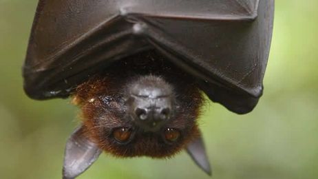 African Fruit Bats