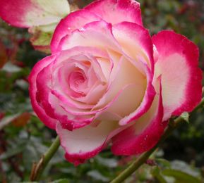 Disease-resistant roses make gardening life easier