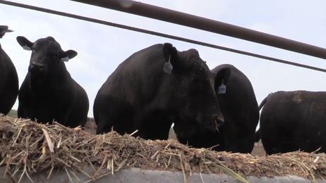 Angus VNR: When are cattle done?