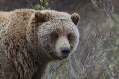 9 Bear Safety Tips From a Bear Biologist