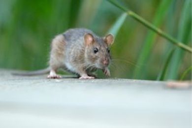 Avoid Furry Pests From Entering Your Home