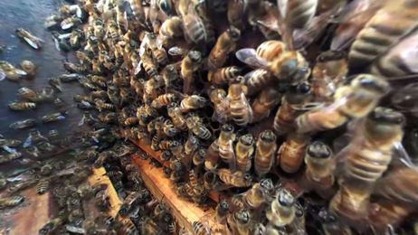 The Bees That Give You Almonds