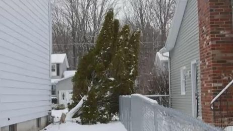 Going Green: Dangerous Trees