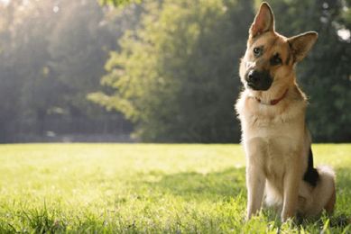 15 Warning Signs That Might Mean It's Time To Visit The Vet