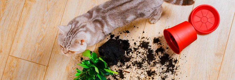 Best Vacuums for Hardwood Floors